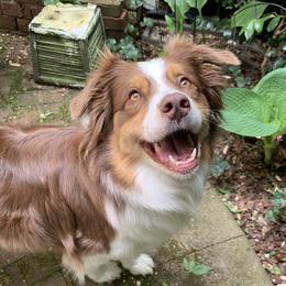 Pippi - Australian Shepherd