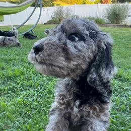 Biscuit - male Australian Mountain Doodle puppy in Sherrills Ford, North Carolina from Magnolia Grove Farms