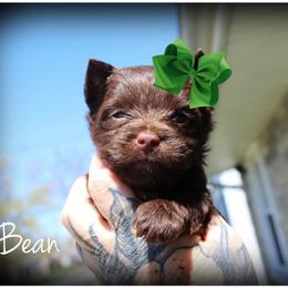 Vaughn (Bean) - Chocolate and tan male Yorkshire Terrier puppy in Warren, Michigan from Danielle's Yorkie Babies