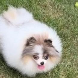 Pomeranians from Beauty of the beast