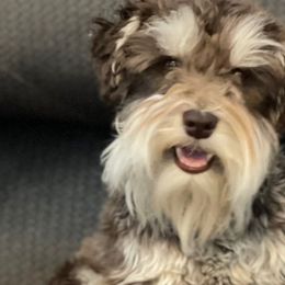 Kobe - Miniature Schnauzer