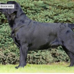 Bruce - Labrador Retriever