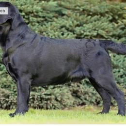 Bruce - Labrador Retriever