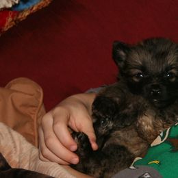 Shiloh Shepherd Puppies from Solace Shilohs