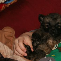 Shiloh Shepherd Puppies from Solace Shilohs