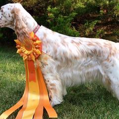 English Setters from Windsor Setters