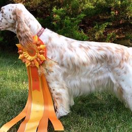 English Setters from Windsor Setters