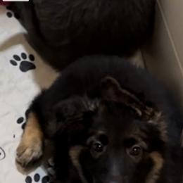 German Shepherd Puppies from Devon Rugerio's German Shepherds