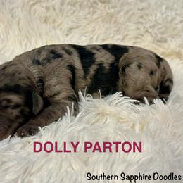Dolly Parton - Merle female Goldendoodle puppy in Jonesboro, Arkansas from N. E. Arkansas Goldens and Doodles