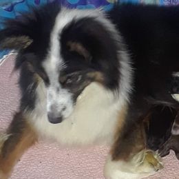 French Bulldogs and Toy Australian Shepherds from Shining K Ranch