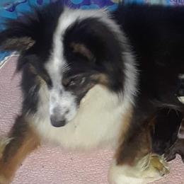 French Bulldogs and Toy Australian Shepherds from Shining K Ranch