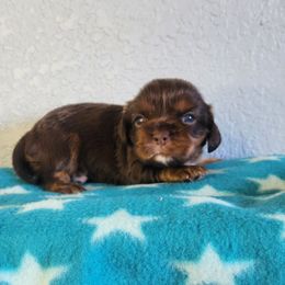 Lexi - Chocolate female Cavalier King Charles Spaniel puppy in Marshfield, Missouri from Clearview Kennels