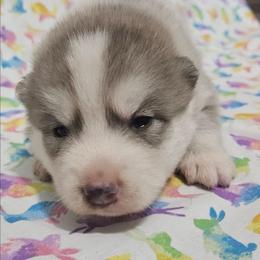 Bo - Silver and white male Pomsky puppy in Stover, Missouri from Lx2 County Line Pomskies
