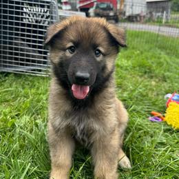 Cove (Blue) - Brown male Belgian Sheepdog puppy in Franklin, West Virginia from Wildmour K9