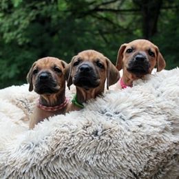 Rhodesian Ridgeback Puppies from Lyonnese Rhodesian Ridgebacks