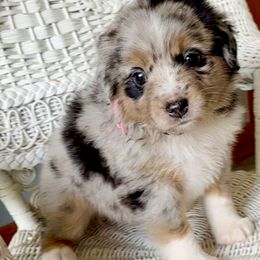 Miniature Australian Shepherd Puppies from JW Ranch