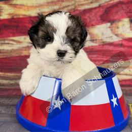 Noah AKC salt and pepper  parti - Parti male Miniature Schnauzer puppy in Dayton, Texas from Von Baron Schnauzers