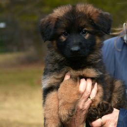 Boy 3 - German Shepherd puppy from Euro Deja