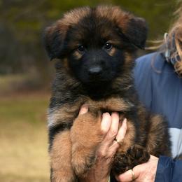 Boy 3 - German Shepherd puppy from Euro Deja