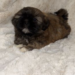 Shih Tzu Puppies from Our ShihTzu Family