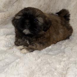 Shih Tzu Puppies from Our ShihTzu Family