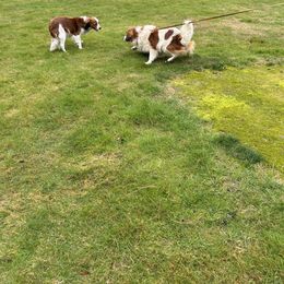 Nederlandse Kooikerhondje All Grown Up from West Side Kooikers