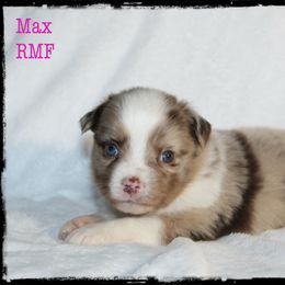 Max - Red merle Miniature Australian Shepherd puppy in Jacksonville, Texas from AG Toy & Mini Aussies