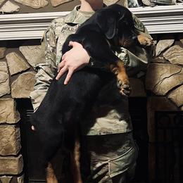 Rottweiler Puppies from Vom Arnold-Hause Rottweilers