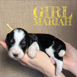 Mariah - Tri-color female Bernedoodle puppy in Cambridge, Minnesota from Country Meadow Doodles