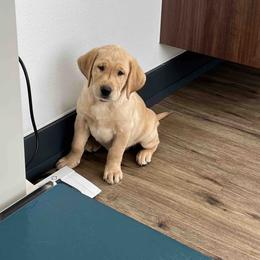 Labrador Retriever Puppies from Branley's Riverside Labradors