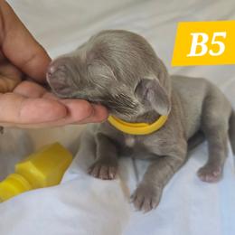 B5 - Gray male Weimaraner puppy in Frostproof, Florida from Waggin' Weims