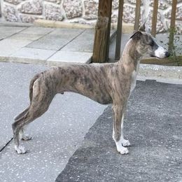Whippets from Steeling Hearts Kennel