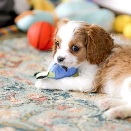 "Blenheim" Cavalier King Charles Spaniel Puppies from West Coast Cavaliers