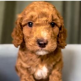 Woody - Red  male Goldendoodle puppy in Lakeland, Florida from Rolling Oak Doodles