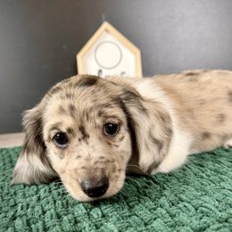 Dachshund Puppies from Queen of Weens Dachshunds