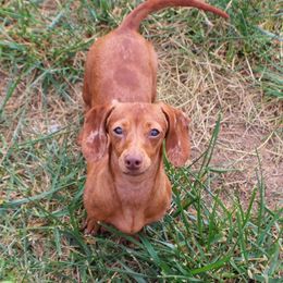 Lady - Dachshund