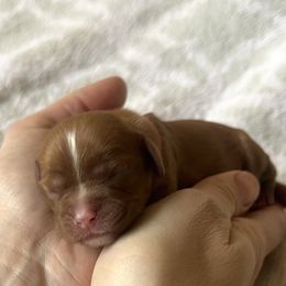 Boy 2 - Cavalier King Charles Spaniel puppy in Acworth, Georgia from Cumberland Cavaliers
