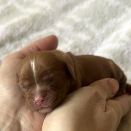 Boy 2 - Cavalier King Charles Spaniel puppy in Acworth, Georgia from Cumberland Cavaliers