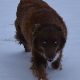Stella - Australian Shepherd