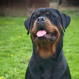 Rottweilers from Odyssey Rottweilers