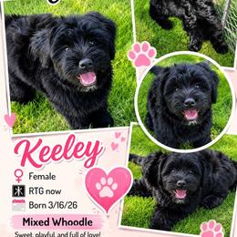 Keeley - Black female Whoodle puppy in Rising Sun, Indiana from Ruby Lane Doodles