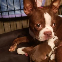 Boston Terriers from Cuddles and Licks Boston Babes