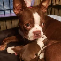 Boston Terriers from Cuddles and Licks Boston Babes