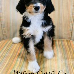 April - Black tri-color female Aussiedoodle puppy in Lancaster, Minnesota from Wilson Cattle Co.