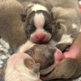 Girl 3 - Blue female Boston Terrier puppy in Red Rock, Arizona from Cortes Boston Terriers