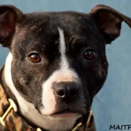 Border Collies, Sporty Mixes, Staffordshire Bull Terriers, and Whippets from Painted Stars Farm