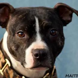 Border Collies, Sporty Mixes, Staffordshire Bull Terriers, and Whippets from Painted Stars Farm