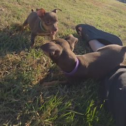 Miniature Pinscher and Pembroke Welsh Corgi Puppies from Liberty Hill Farm