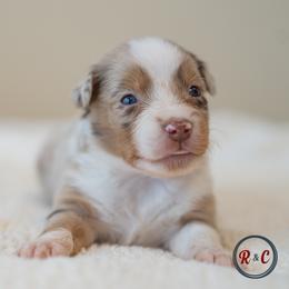 Colarodo - Red merle female Miniature Australian Shepherd puppy in Buna, Texas from R & C Kennels