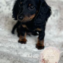 Dachshund Puppies from CSW Dachshunds